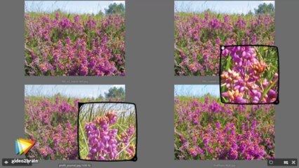 Les fondamentaux d'InDesign CC : Les panneaux indispensables