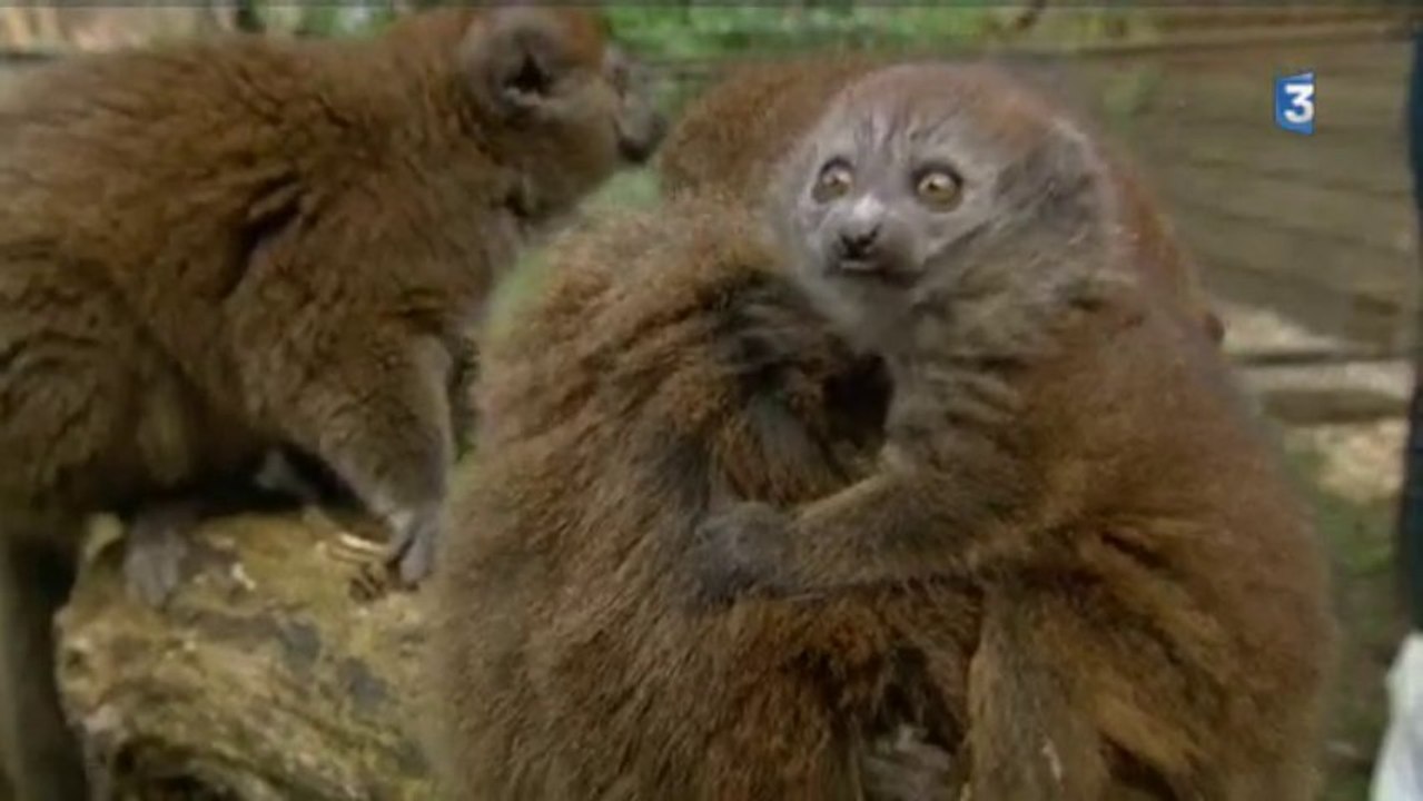 Parc animalier de Clères : deux lémuriens sont nés