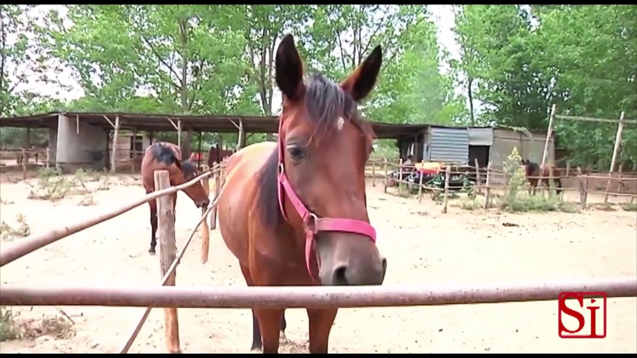 Licola (NA) - Cavalli maltrattati, sequestrato maneggio abusivo -1- (20.08.13)