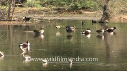 1595.Wetland birds in Rajasthan
