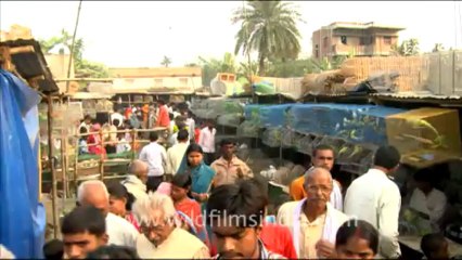 1001.Raptor with eyes bound or cruelly stitched together