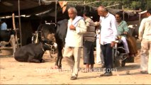 1006.Cows in Sonepur Mela