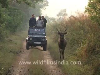 1031.Sambhar in front of safari Jeep