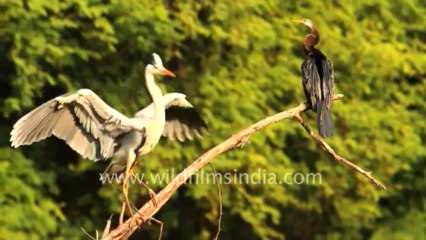 1050.Darter or Snake bird and Heron