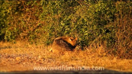 1053.jackal in Bharatpur National Park