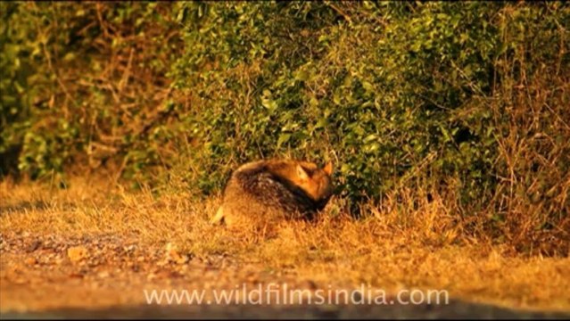 1053.jackal in Bharatpur National Park