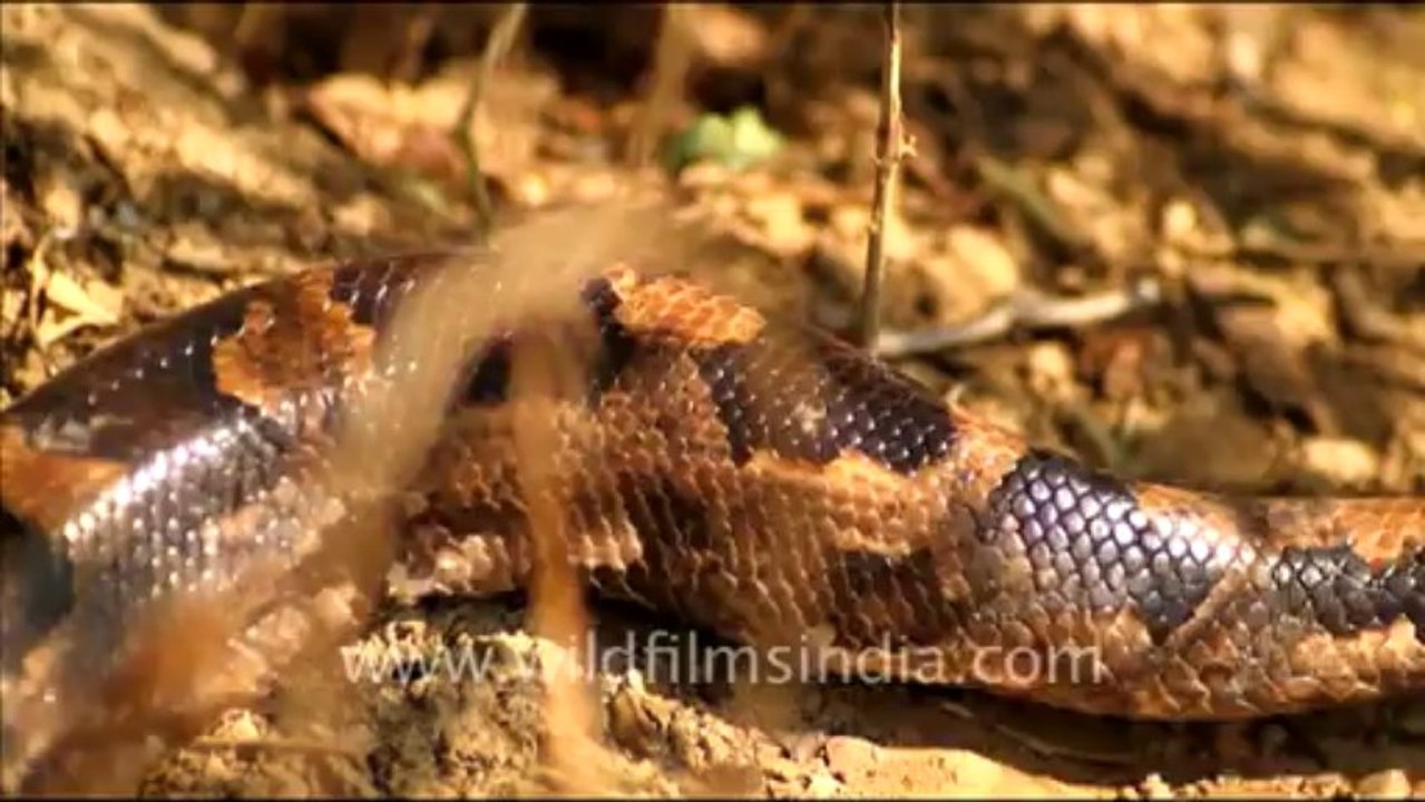 1055.Python in Keoladeo National Park