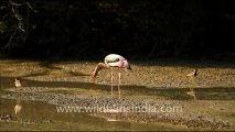 1059.Painted Stork catching fish, Bharatpur