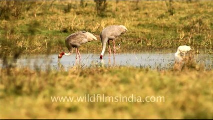 1075.Pair of Sarus Crane
