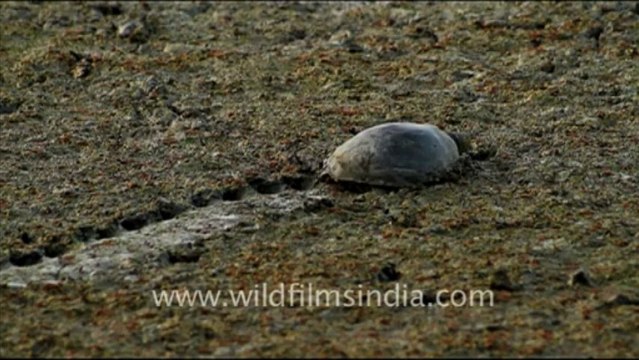 1076.Soft-Shelled Turtle