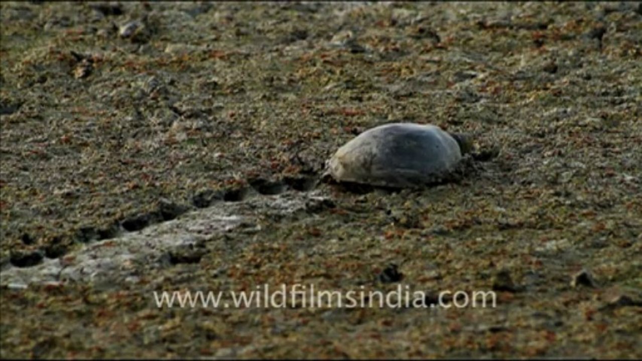 1076.Soft-Shelled Turtle