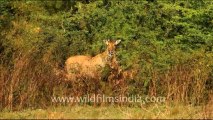 1080.Nilgai or Bluebull Antelopes in Keoladeo National Park, Bharatpur