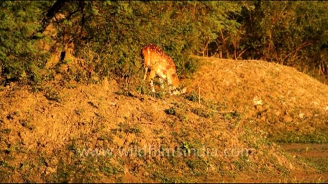 1082.Spotted Deer in Bharatpur National Park