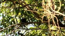 1083.Black Drongo in Keoladeo Ghana National Park