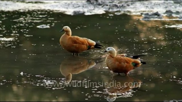 1084.Ruddy Shelducks in Bharatpur