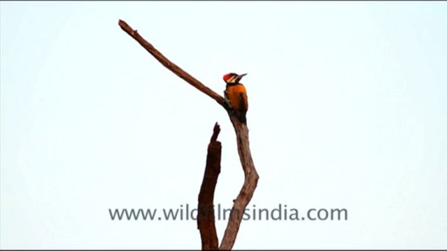 1086.Black Rumped Flameback Woodpecker, Bharatpur