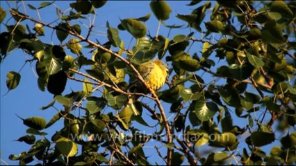 1092.Yellow Legged Green Pigeon in Bharatpur Sanctuary