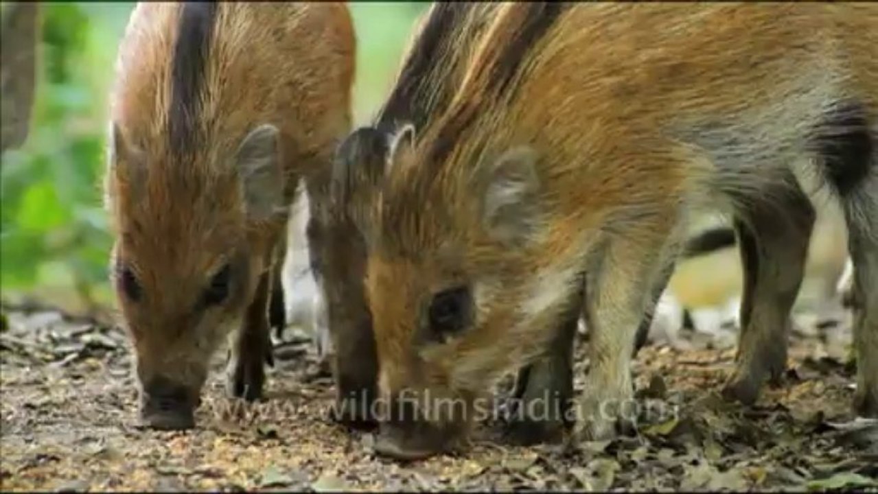 1098.Wild Boar