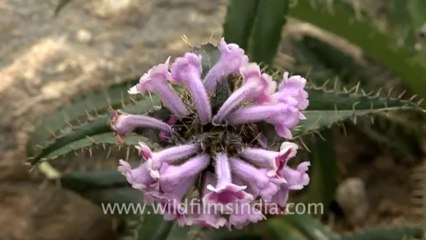 1108.Morina longifolia - pink Flowers, Sikkim