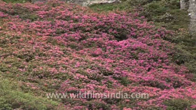 1113.Rhododendrons in Sikkim