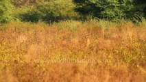 1168.Spotted Deer at Bharatpur Bird Sanctuary