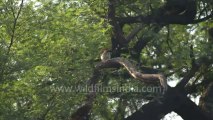 1171.Mahratta or Brown-fronted Pied Woodpecker on a tree in Keoladeo National Park