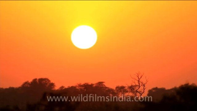 1173.Sunset at Keoladeo National Park