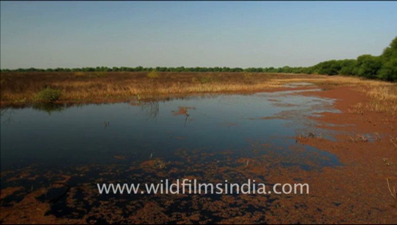 1229.Landscapes of Bharatpur