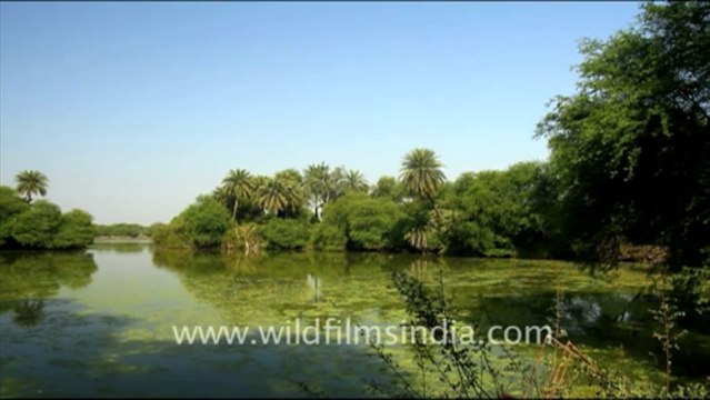 1230.Keoladeo Ghana National Park, Bharatpur