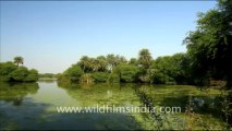 1231.Landscapes in Keoladeo Ghana National Park, Bharatpur