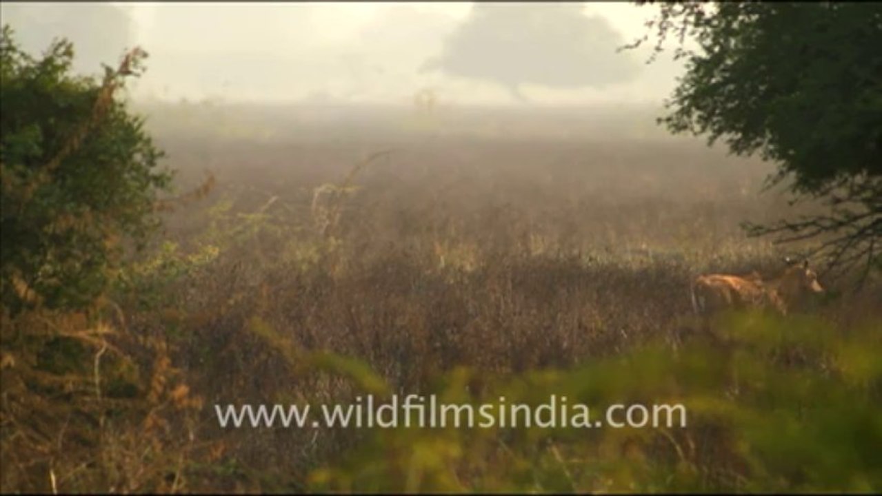 1232.Bharatpur Bird Sanctuary