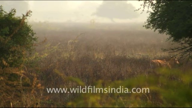 1232.Bharatpur Bird Sanctuary