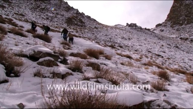 1242.Trekking in Ladakh