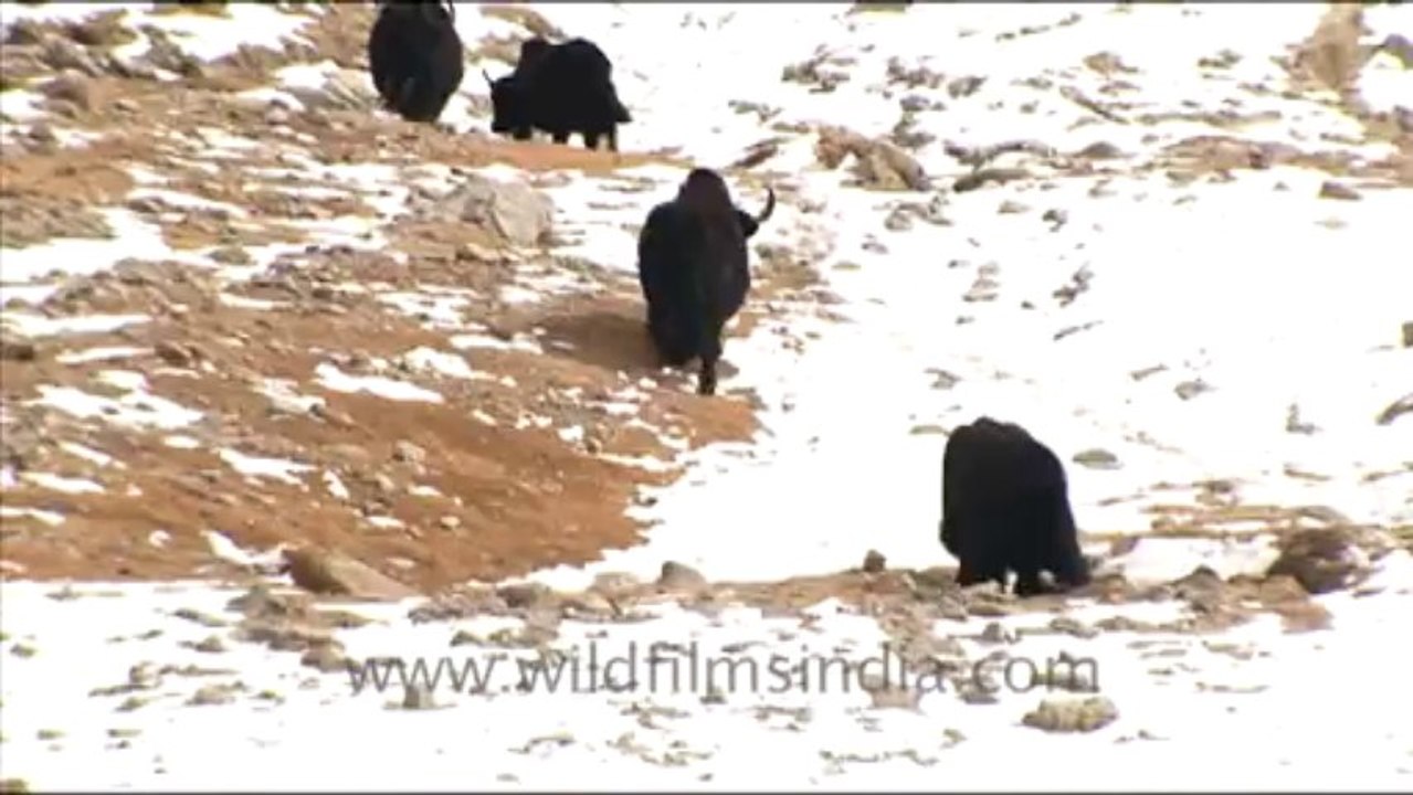 1250.Yaks in the snow, Ladakh