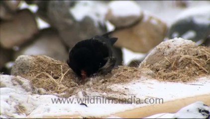 1251.Red billed Choughs in Ladakh