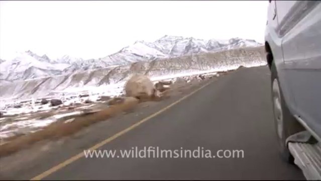 1265.Travelling through Icy Mountains, Ladakh
