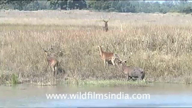 1267.Hard ground Barasingha at Kanha