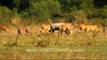 1275.Nilgai at Bharatpur Sanctuary