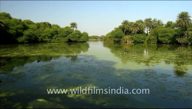 1277.Landscapes of Bharatpur