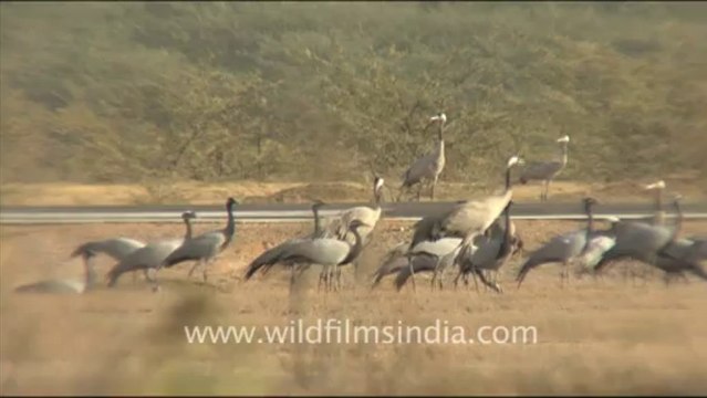1281.Demoiselle Cranes in Gujarat