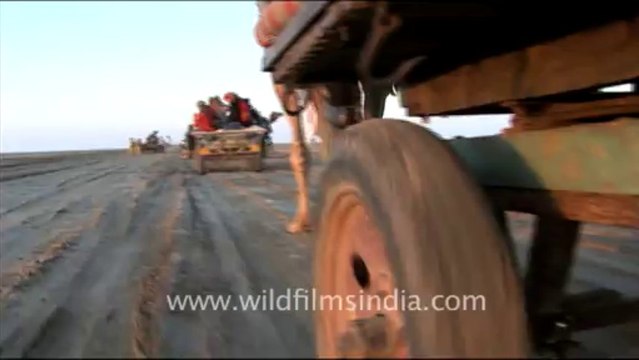 1294.Camels in Rann Utsav