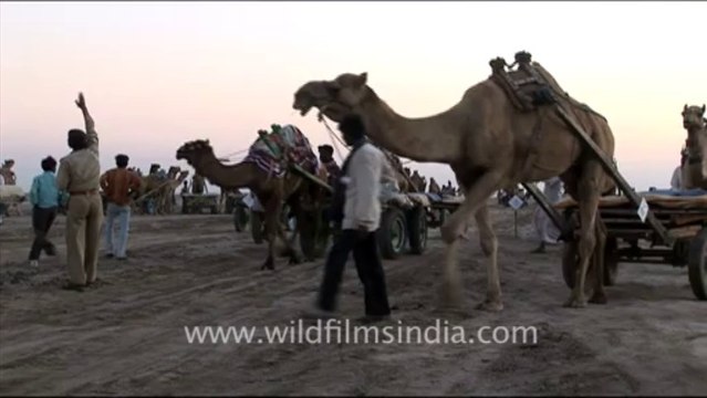 1295.Camels in Rann Festival, Gujarat
