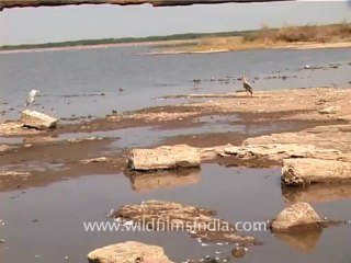 1300.Grey Heron, Gujarat