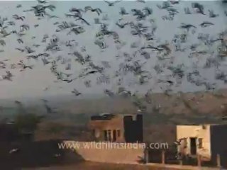 1308.Flight of Demoiselle Cranes, Gujarat