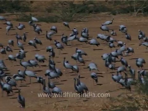 1310.Flock of Demoiselle Cranes, Gujarat