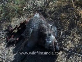 1311.Dead Wild Boar near Gir national park