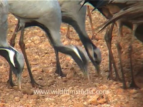 1315.Demoiselle Cranes in Rajasthan