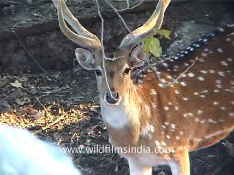 1321.Cheetal in Gujarat