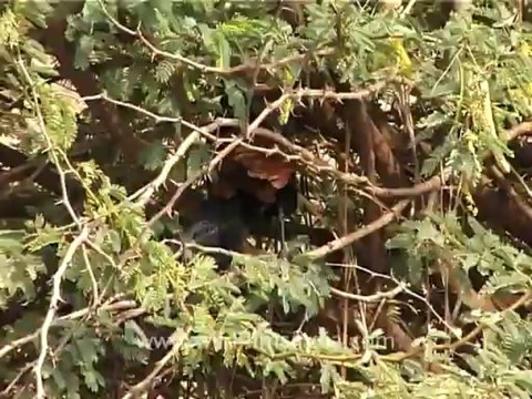 1334.Crow Pheasant in Gujarat