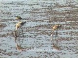 1324.Flamingoes in Gujarat